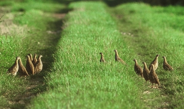 Partridge -Covey Partridge -Covey