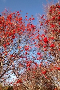 Berries