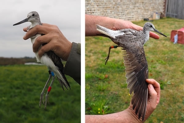 Greenshank