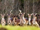 Winners of National Wildlife Photography Competition Announced