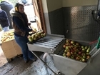 Making cider and backing British at Allerton