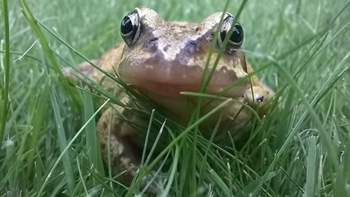 Frog Frog