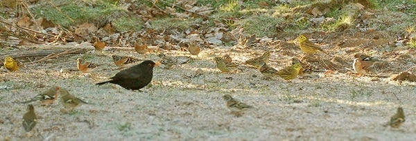 Birds & Supplementary Feeding