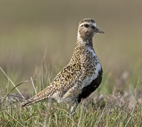 Golden Plover - David Mason