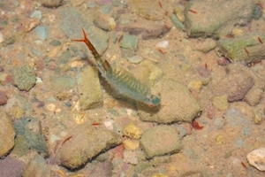 Fairy shrimp (credit: Alexander Mrkvicka)
