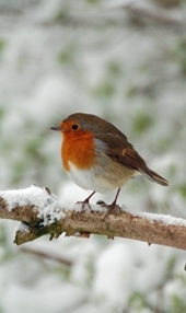 Robin In Snow