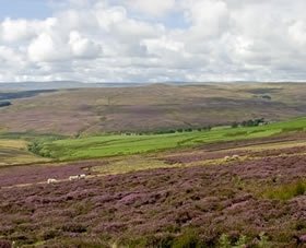 Grouse Moor