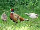 Wild Justice outmanoeuvred by Defra on gamebird releasing