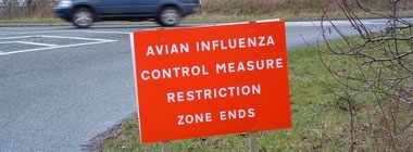 Avian Influenza Q&A