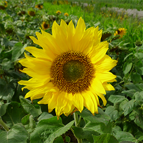 Sunflower