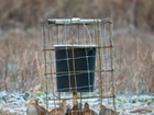 GWCT Issues Guidelines For Gamebird and Songbird Feeding
