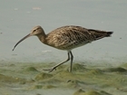World Shorebirds Day: Shorebirds covered by GWCT research