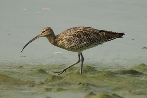 Curlew PT