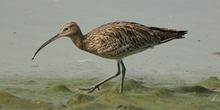 Review of the wider societal, biodiversity and ecosystem benefits of curlew recovery in Wales