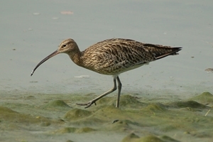Curlew (Peter Thompson)