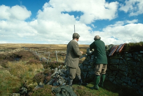 Driven grouse shooting