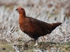 New study reveals huge decline in bird species when grouse management ends