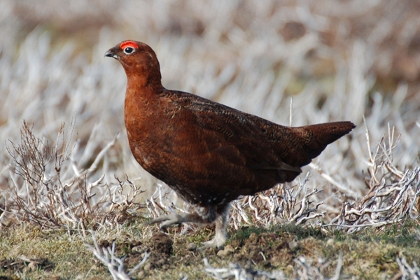 Red grouse PT 2 Red grouse PT 2