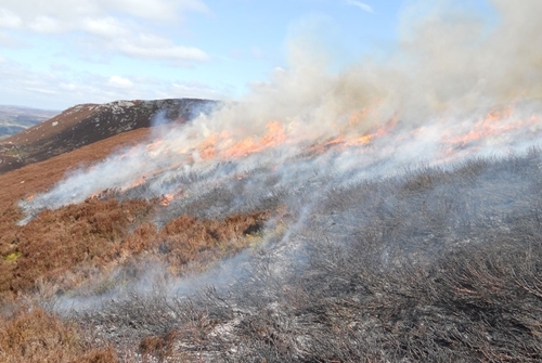 Heather burning in action