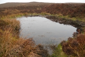 Denbigh bog flush