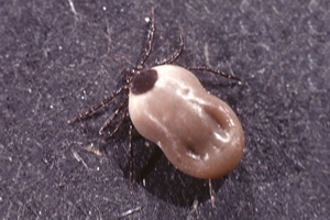 Tick
