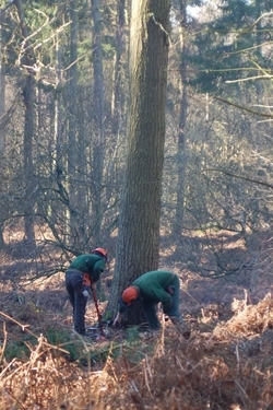 Woodmen working