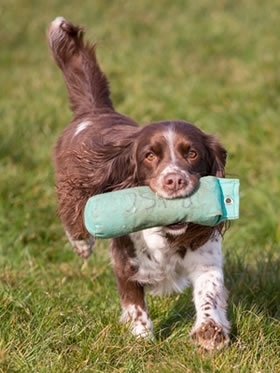 Gun Dog