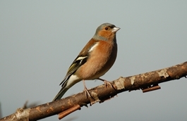 Chaffinch Chaffinch