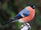 Encouraging start for 2017 Big Farmland Bird Count