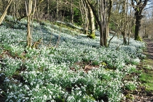 Snowdrops in woodland