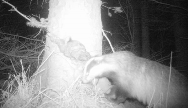 Badger Badger