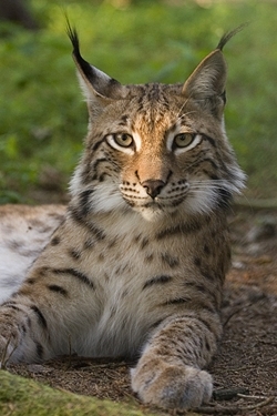 Eurasian lynx (Credit: Bernard Landgraf)