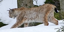 Lynx