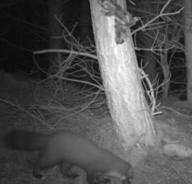 Pine Marten