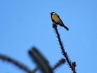 Big Farmland Bird Count from GWSDF Auchnerran