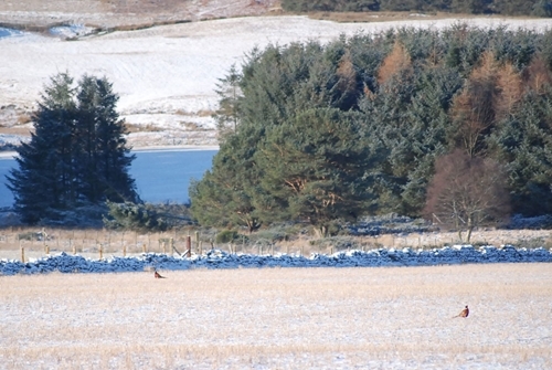 Pheasants at Auchnerran