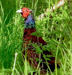 Nestos Black Necked Pheasant