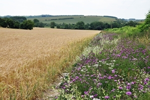 Knapweed next to barley