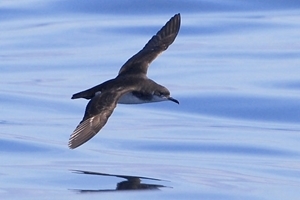 Manx shearwater