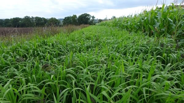 Loddington Campaign Mix & Maize