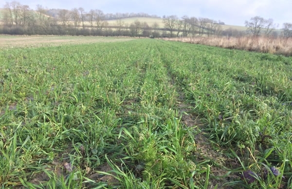 Loddington Autumn Wild Bird Mix