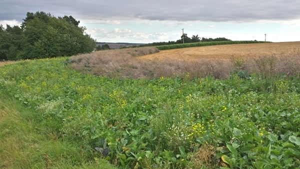 Lodd School Farm Kale Views Lodd School Farm Kale Views
