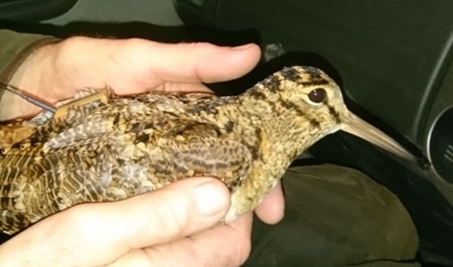 Woodcock In Hand Woodcock In Hand