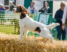 NSSDog