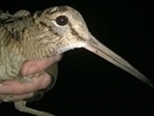 Spring migration has begun!