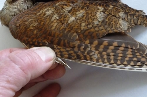 Woodcockwing2 Woodcockwing2