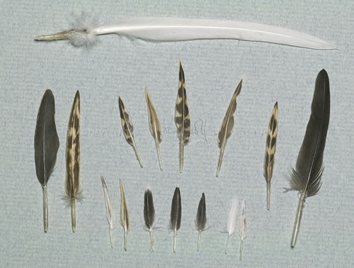 Feathers 1a -ws Feathers 1a -ws