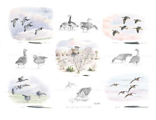 Geese Scan F -ws Geese Scan F -ws