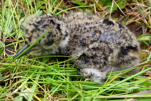 9 days old