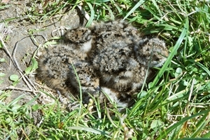 Lapwing chicks in nest
